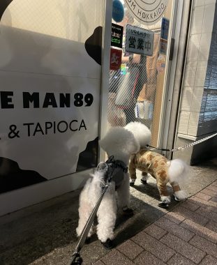 ビションフリーゼ　おもち  おじ飲みおふさんぽ彡 IMG_0345-311x380