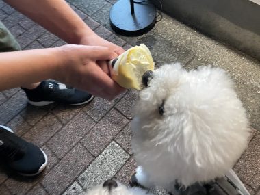 ビションフリーゼ　おもち  おじ飲みおふさんぽ彡 IMG_0346-380x285