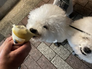 ビションフリーゼ　おもち  おじ飲みおふさんぽ彡 IMG_0349-380x285