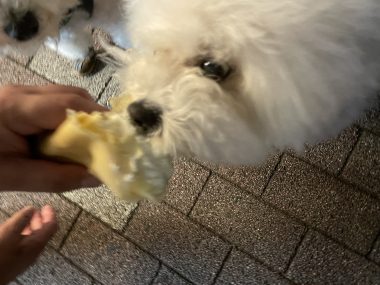 ビションフリーゼ　おもち  おじ飲みおふさんぽ彡 IMG_0350-380x285