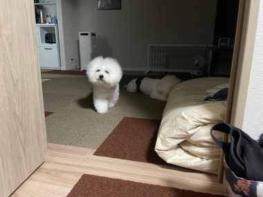 ビションフリーゼ　おもち  おじ飲みおふさんぽ彡 IMG_0351-380x285