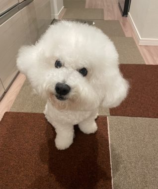 ビションフリーゼ　おもち  残暑なので怖い話する IMG_0360-318x380
