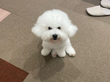 ビションフリーゼ　おもち  残暑なので怖い話する IMG_0362-380x285
