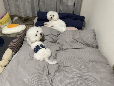 ビションフリーゼ　おもち  残暑なので怖い話する IMG_0363-380x285
