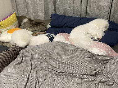 ビションフリーゼ　おもち  残暑なので怖い話する IMG_0364-380x285
