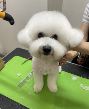 ビションフリーゼ　おもち  おもちふくトリミング☆ IMG_0365-312x380