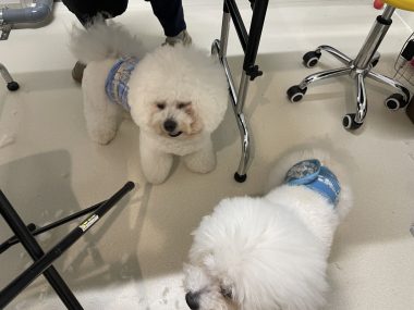 ビションフリーゼ　おもち  おもちふくトリミング☆ IMG_0366-380x285