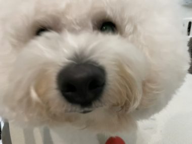 ビションフリーゼ　おもち  おもちふくトリミング☆ IMG_0370-380x285