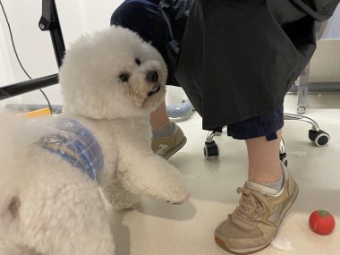 ビションフリーゼ　おもち  おもちふくトリミング☆ IMG_0374-380x285