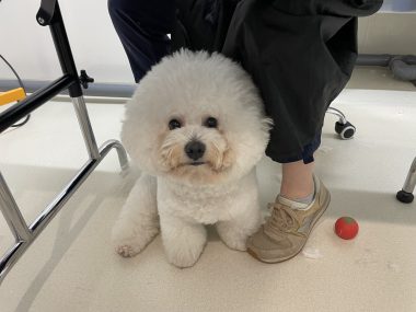 ビションフリーゼ　おもち  おもちふくトリミング☆ IMG_0376-380x285