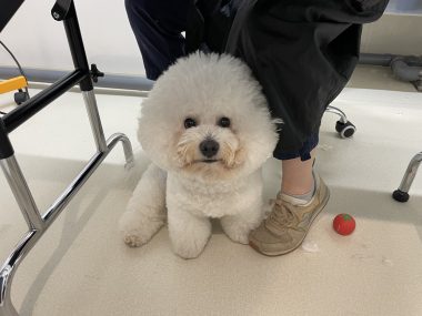 ビションフリーゼ　おもち  おもちふくトリミング☆ IMG_0377-380x285