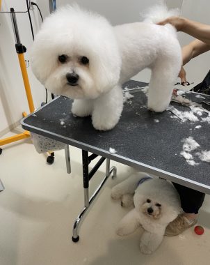 ビションフリーゼ　おもち  おもちふくトリミング☆ IMG_0380-302x380