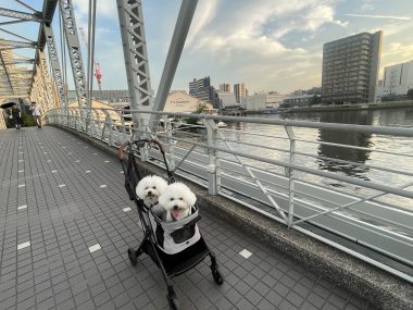 ビションフリーゼ　おもち  ☆T.Y. HARBOR IMG_0400-380x285