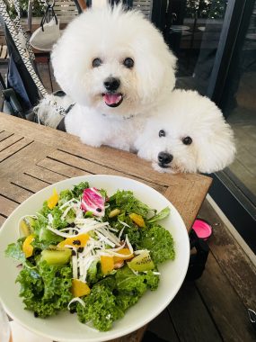 ビションフリーゼ　おもち  ☆T.Y. HARBOR IMG_0407-285x380