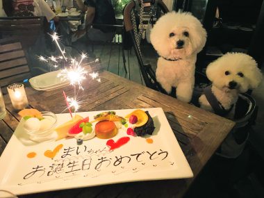 ビションフリーゼ　おもち  ☆T.Y. HARBOR IMG_0413-380x285