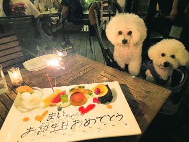 ビションフリーゼ　おもち  ☆T.Y. HARBOR IMG_0414-380x285