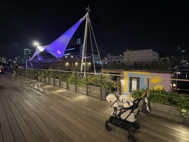 ビションフリーゼ　おもち  ☆T.Y. HARBOR IMG_0428-380x285