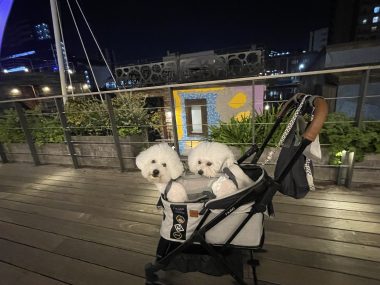 ビションフリーゼ　おもち  ☆T.Y. HARBOR IMG_0429-380x285
