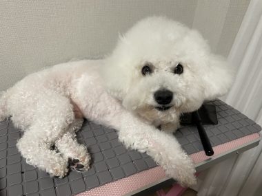 ビションフリーゼ　おもち  おもちふく IMG_0435-380x285