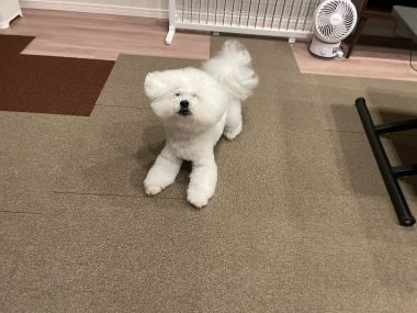ビションフリーゼ　おもち  おもちふく IMG_0436-380x285