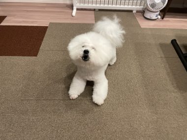 ビションフリーゼ　おもち  おもちふく IMG_0437-380x285