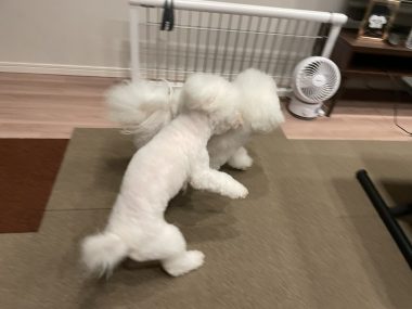 ビションフリーゼ　おもち  おもちふく IMG_0438-380x285