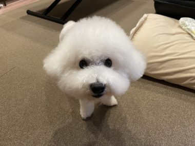 ビションフリーゼ　おもち  おもちふく IMG_0441-380x285