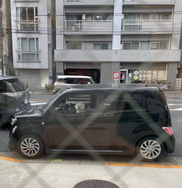 ビションフリーゼ　おもち  ふくらむちゃんペットドック IMG_0460-367x380