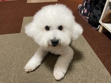 ビションフリーゼ　おもち  ふくらむちゃんペットドック IMG_0469-380x285
