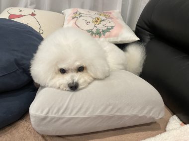 ビションフリーゼ　おもち  ふくらむちゃんペットドック IMG_0471-380x285