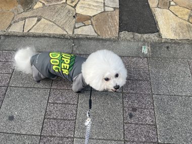 ビションフリーゼ　おもち  ふくらむちゃんペットドック IMG_0480-380x285