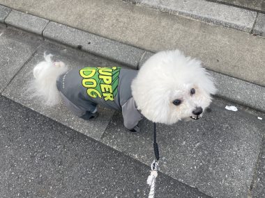 ビションフリーゼ　おもち  ふくらむちゃんペットドック IMG_0481-380x285