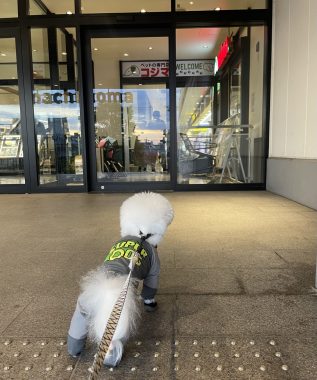 ビションフリーゼ　おもち  ふくらむちゃんペットドック IMG_0482-317x380