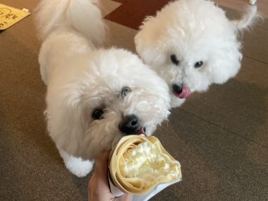 ビションフリーゼ　おもち  なかなか買えなかったスリッカー IMG_0485-380x285