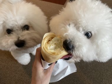 ビションフリーゼ　おもち  なかなか買えなかったスリッカー IMG_0486-380x285