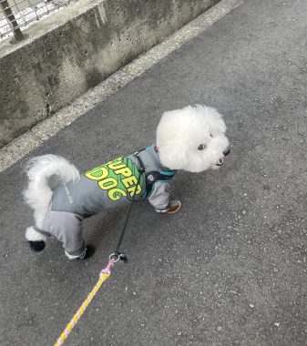 ビションフリーゼ　おもち  なかなか買えなかったスリッカー IMG_0487-337x380