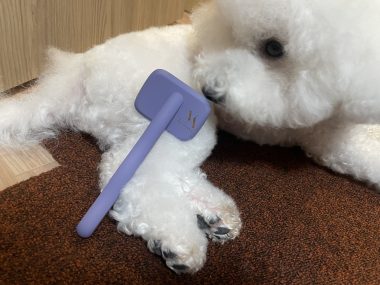 ビションフリーゼ　おもち  なかなか買えなかったスリッカー IMG_0493-380x285