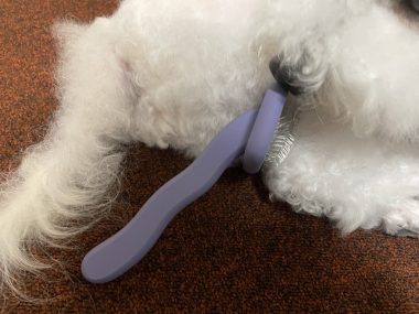 ビションフリーゼ　おもち  なかなか買えなかったスリッカー IMG_0495-380x285