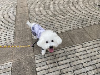 ビションフリーゼ　おもち  おもちふくらむ 9月25日(木曜) IMG_0505-380x285