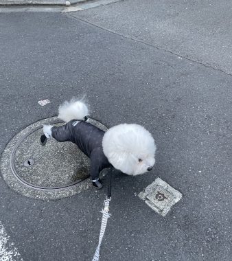 ビションフリーゼ　おもち  おもちふくらむ 9月25日(木曜) IMG_0506-338x380