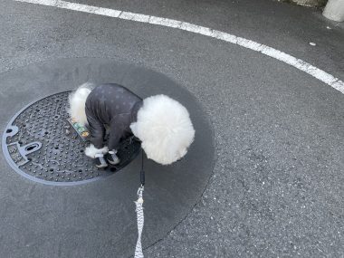 ビションフリーゼ　おもち  おもちふくらむ 9月25日(木曜) IMG_0507-380x285