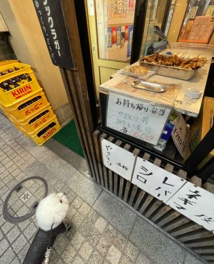 ビションフリーゼ　おもち  おもちふくらむ 9月25日(木曜) IMG_0511-309x380