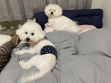 ビションフリーゼ　おもち  おもちふくらむ 9月25日(木曜) IMG_0512-380x285
