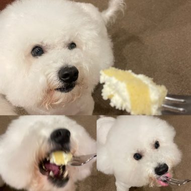 ビションフリーゼ　おもち  おもおうち記念日☆（遅れて） 36B0FA97-DA7D-4E69-A356-FF3B28987845-380x380