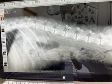 ビションフリーゼ　おもち  ふくらむちゃんペットドックの結果 IMG_0537-380x285