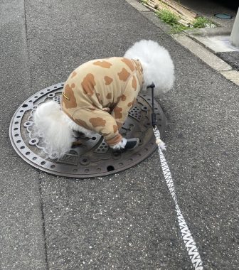 ビションフリーゼ　おもち  ふくらむちゃんペットドックの結果 IMG_0538-336x380