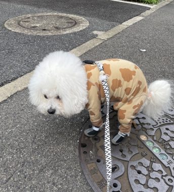 ビションフリーゼ　おもち  ふくらむちゃんペットドックの結果 IMG_0539-344x380