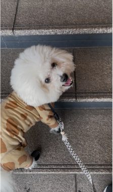 ビションフリーゼ　おもち  ふくらむちゃんペットドックの結果 IMG_0542-224x380