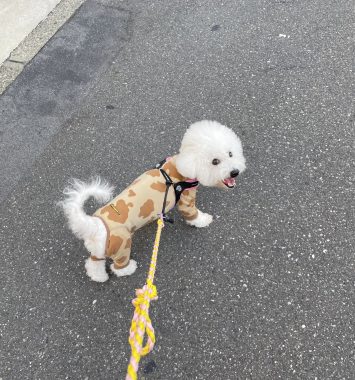 ビションフリーゼ　おもち  ふくらむちゃんペットドックの結果 IMG_0543-355x380