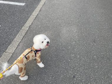 ビションフリーゼ　おもち  ふくらむちゃんペットドックの結果 IMG_0545-380x285